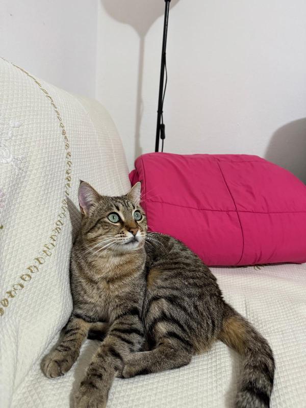 Gigio Micio Di Due Anni