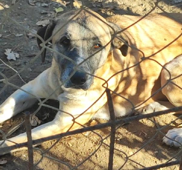 Paco, Semplicemente Perfetto 🤍