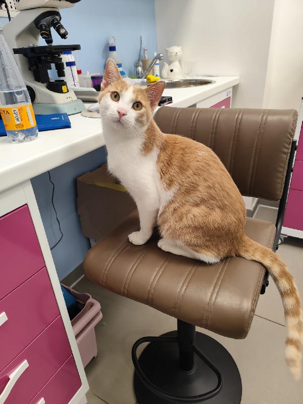 Non Ha Nemmeno Un Nome... 🐈