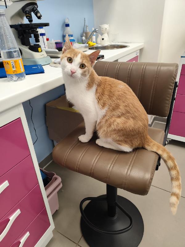 Non ha nemmeno un nome... 🐈 Foto 2