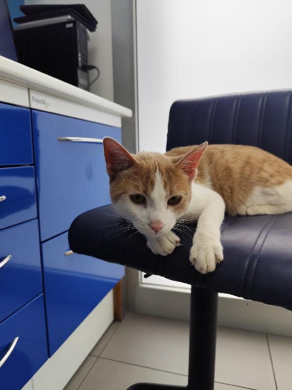 Non ha nemmeno un nome... 🐈 Foto 3