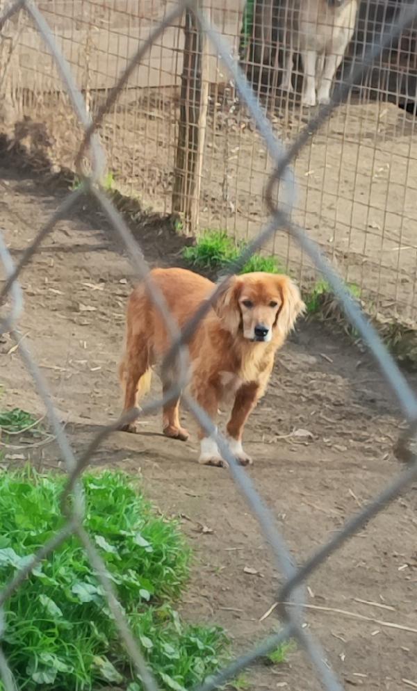 Zipy, Aspetta Di Morire... 🐕