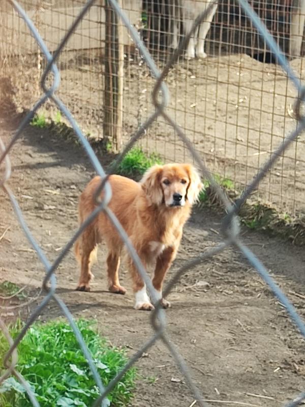 Zipy, aspetta di morire... 🐕 Foto 2