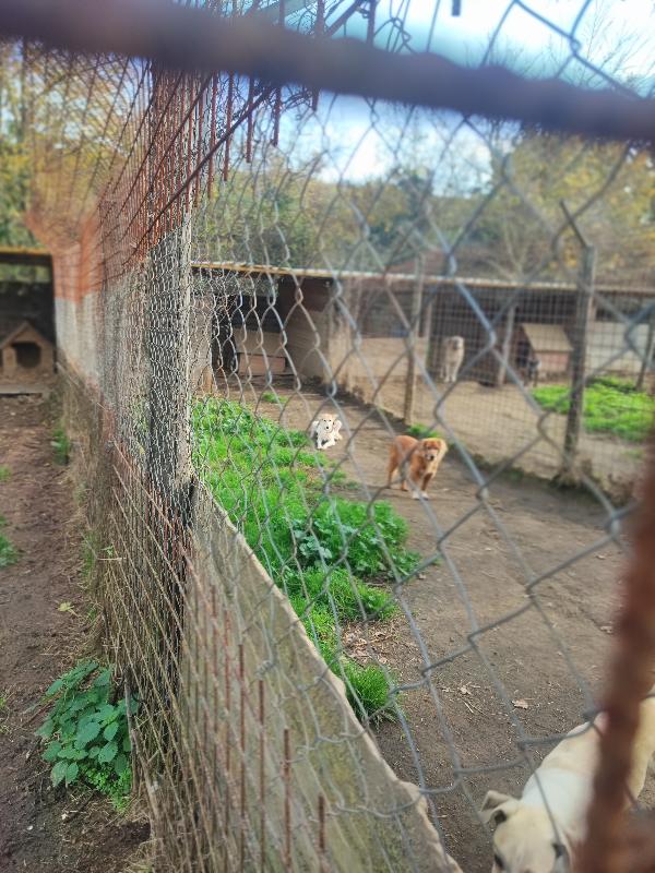 Zipy, aspetta di morire... 🐕 Foto 3
