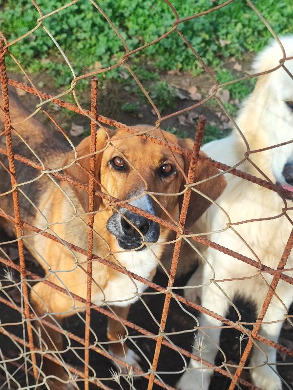 Enza, Simil Segugia Che Implora Amore💕