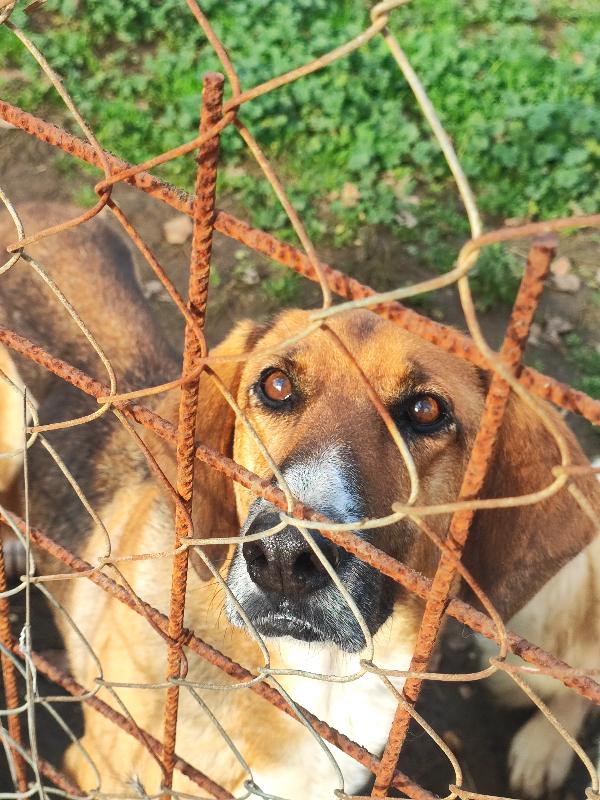 Enza, Simil Segugia Che Implora Amore💕