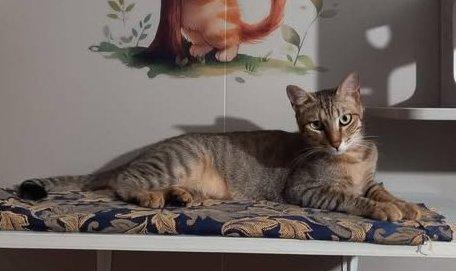 JAMES dolce micio in adozione! Foto 2