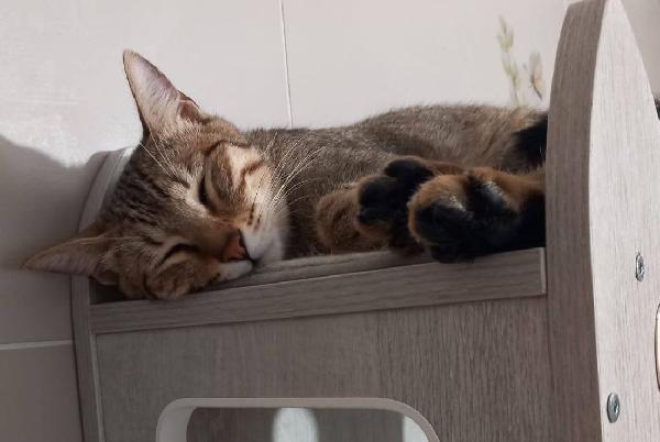 JAMES dolce micio in adozione! Foto 3