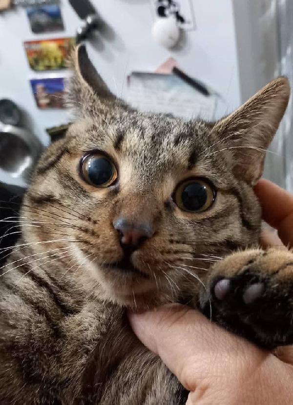 TIGRO, dolce gattino in adozione! Foto 4