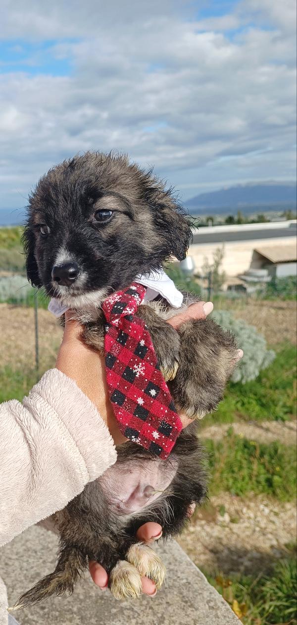 Cucciolo 💙🐾💙