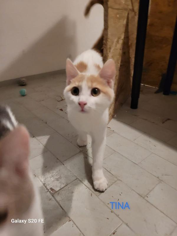 TABATA TINA E ANNABEL MICIOTTE DI 5 MESI Foto 3