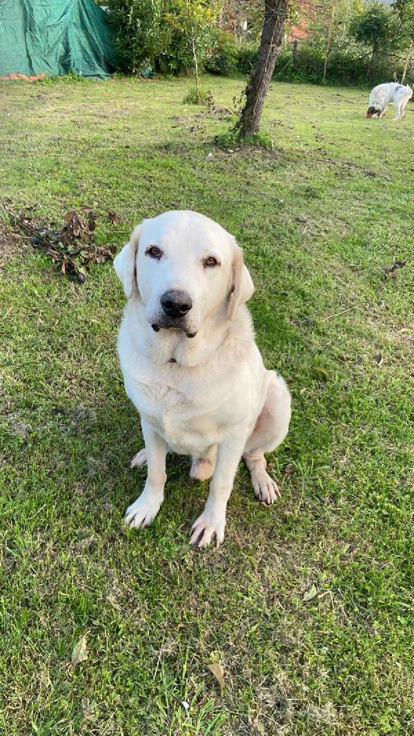 Labrador Puro Sui 10Anni Mollato In Canile 3Anni Fa.napoli