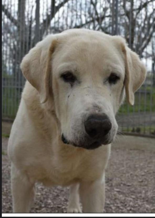 Labrador puro sui 10anni mollato in canile 3anni fa.NAPOLI Foto 2