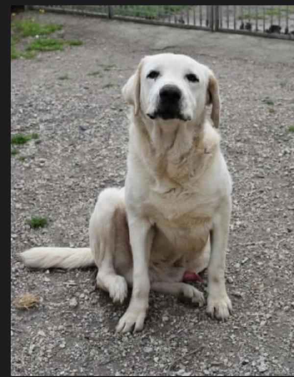 Labrador puro sui 10anni mollato in canile 3anni fa.NAPOLI Foto 3