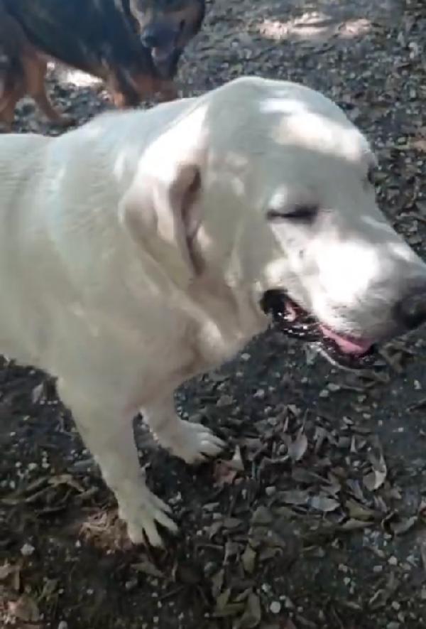 Labrador puro sui 10anni mollato in canile 3anni fa.NAPOLI Foto 4