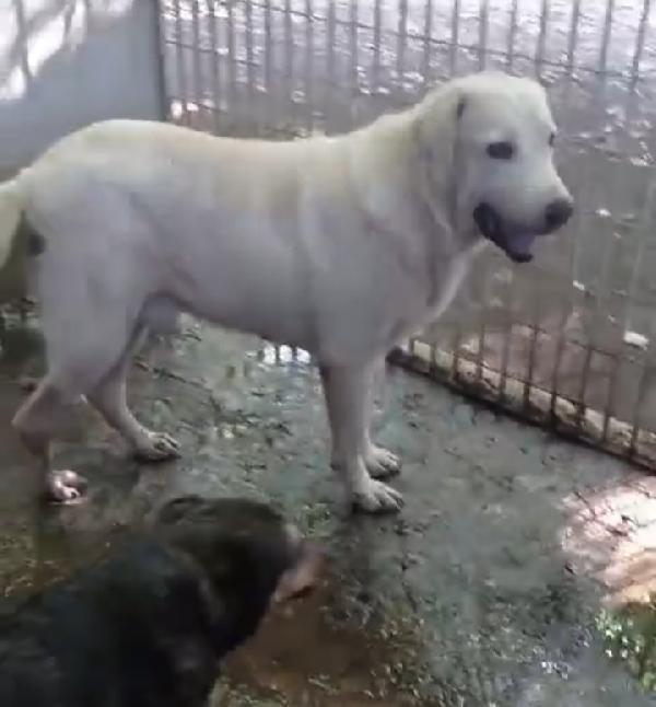 Labrador puro sui 10anni mollato in canile 3anni fa.NAPOLI Foto 5