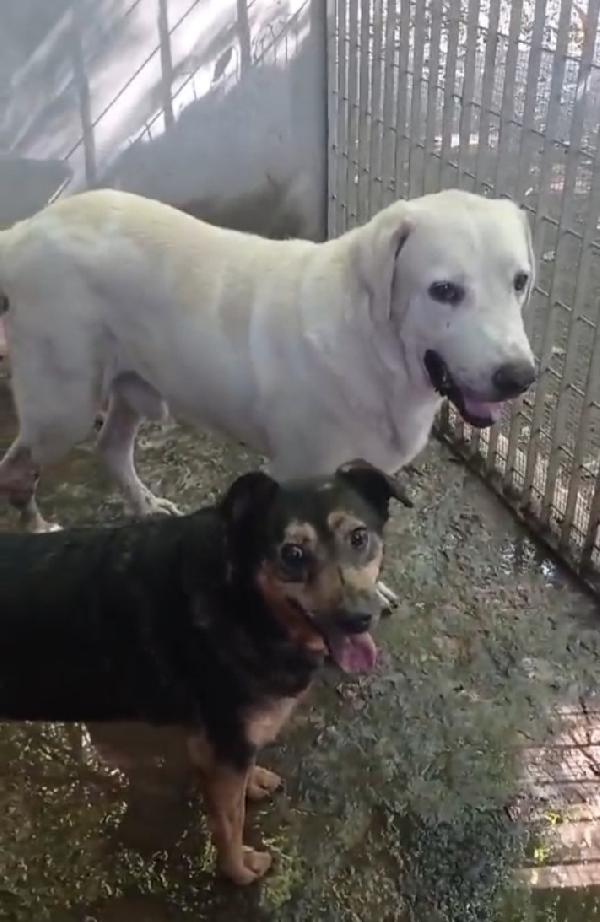 Labrador puro sui 10anni mollato in canile 3anni fa.NAPOLI Foto 7