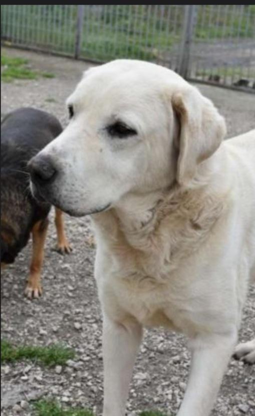 Labrador puro sui 10anni mollato in canile 3anni fa.NAPOLI Foto 9