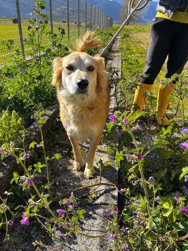 Salvo Cagnolino Dolcissimo Che Implora Carezze 