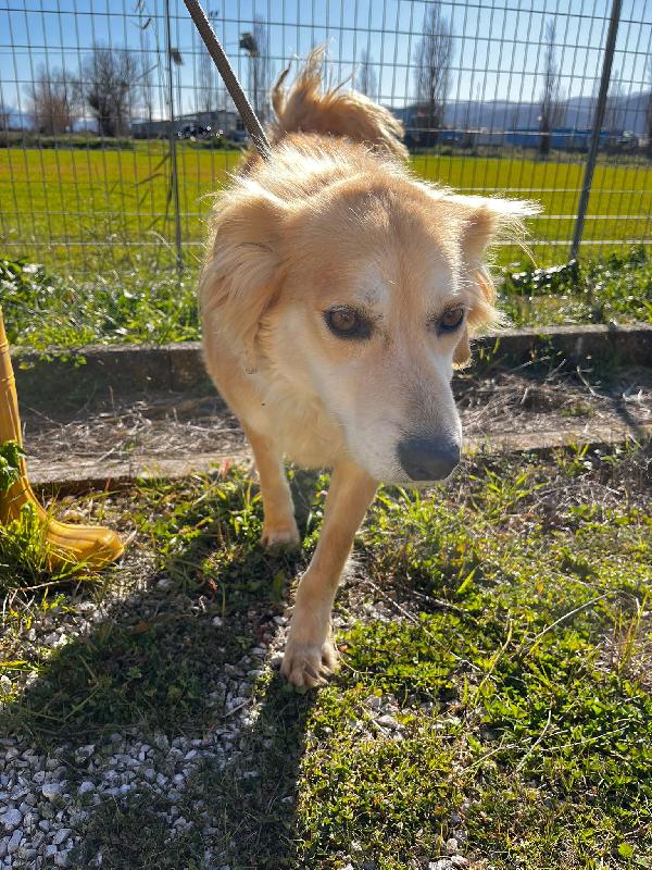 Salvo cagnolino dolcissimo che implora carezze  Foto 2