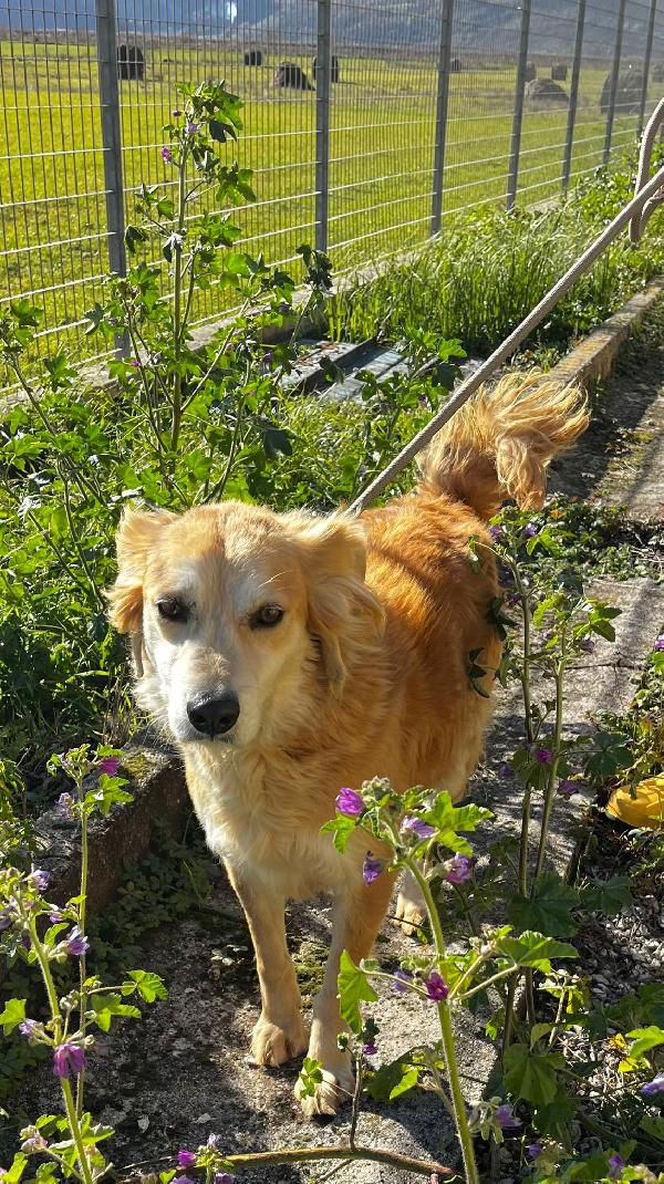 Salvo cagnolino dolcissimo che implora carezze  Foto 3