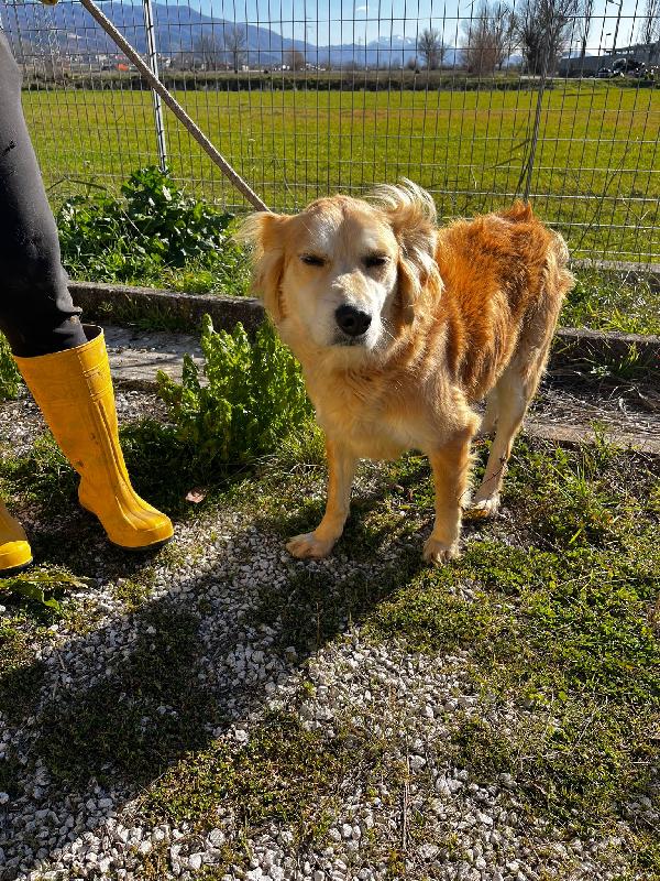 Salvo cagnolino dolcissimo che implora carezze  Foto 4