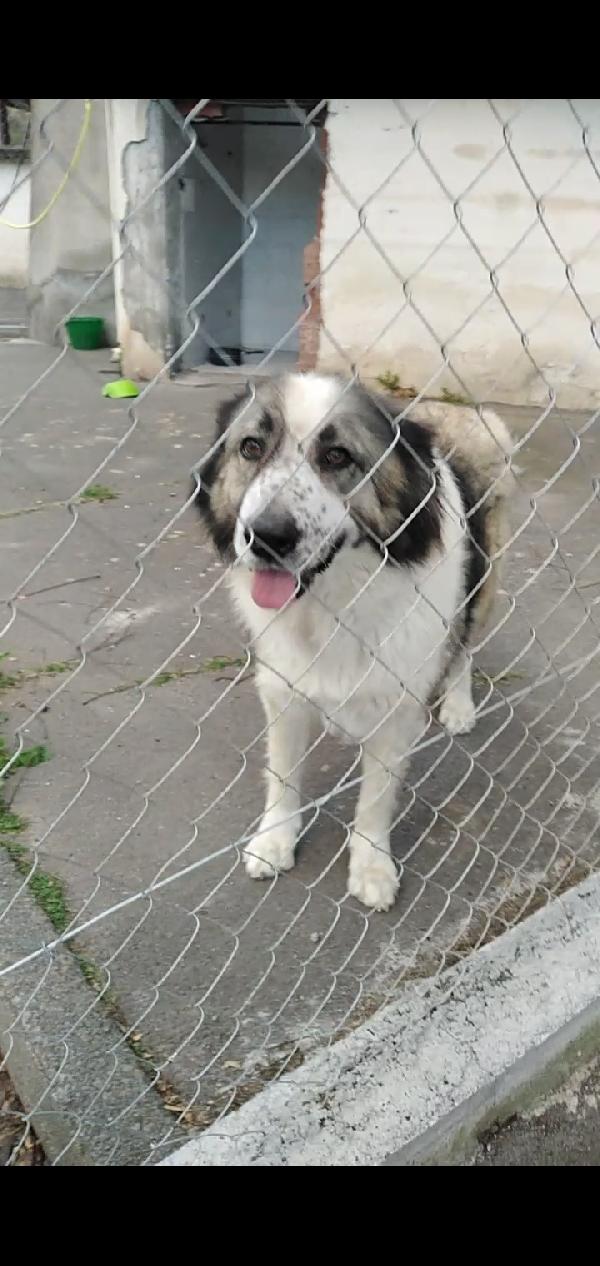 Cagnoline In Adozione 