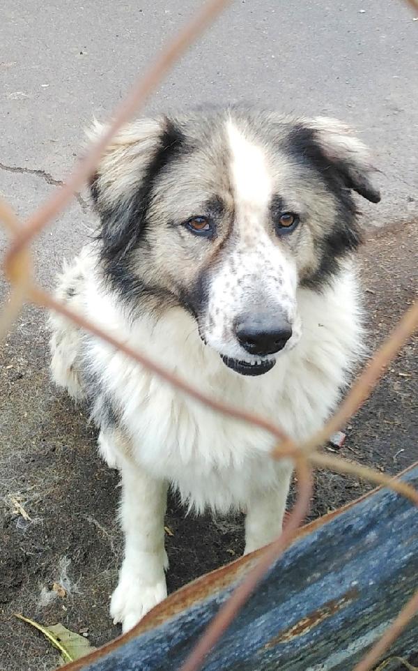 Cagnoline in Adozione  Foto 2