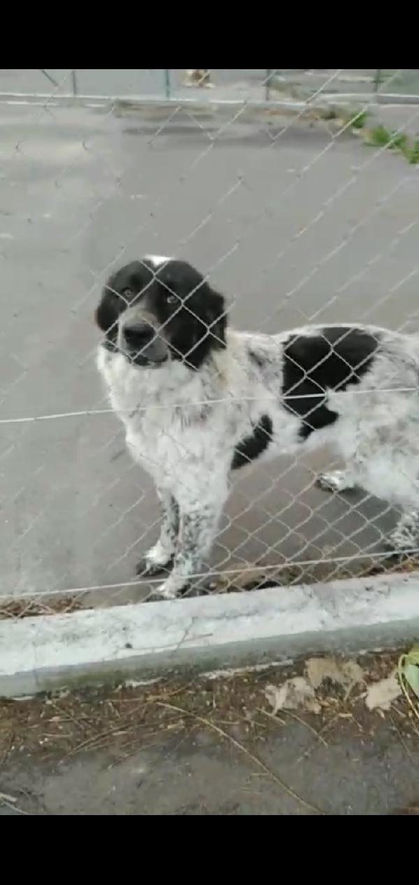 Cagnoline in Adozione  Foto 3