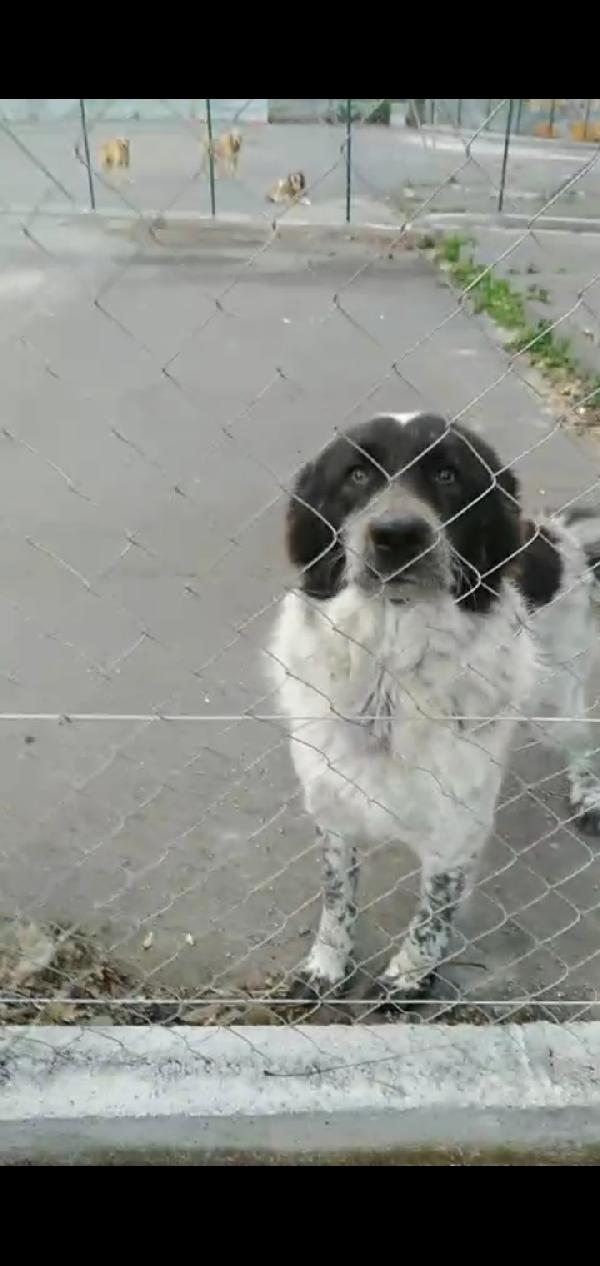 Cagnoline in Adozione  Foto 4