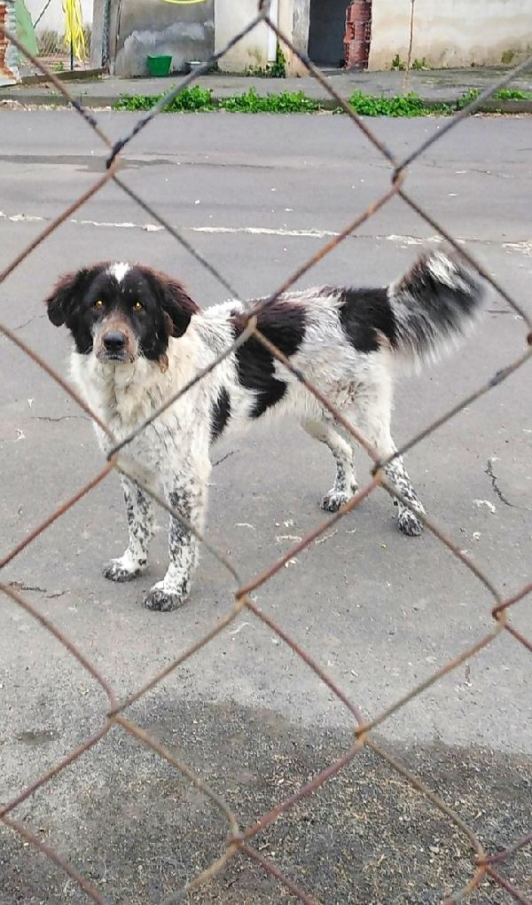 Cagnoline in Adozione  Foto 5