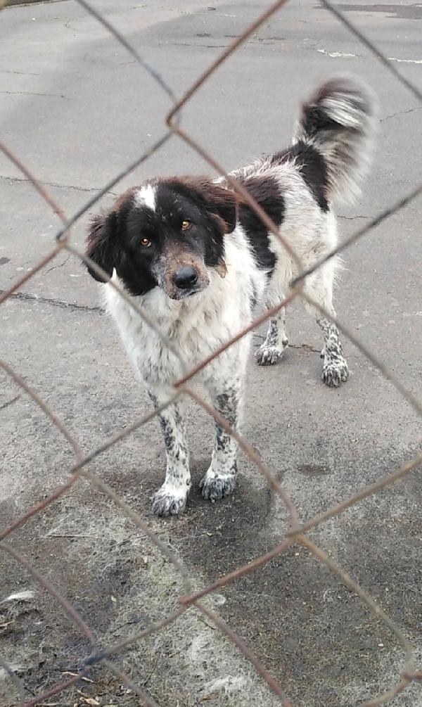 Cagnoline in Adozione  Foto 6