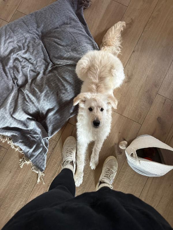 Lilly Meravigliosa Dolce Cucciola Simil Spinone Cerca Famiglia 