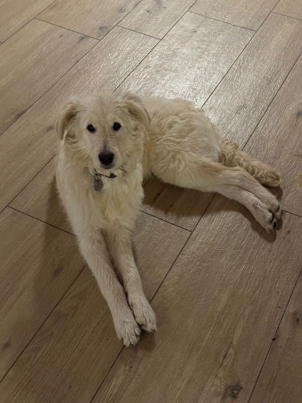 Lilly meravigliosa dolce cucciola simil spinone cerca famiglia  Foto 2