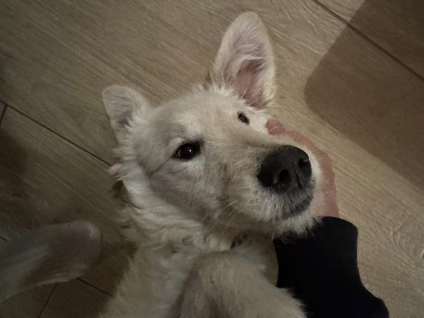 Lilly meravigliosa dolce cucciola simil spinone cerca famiglia  Foto 3