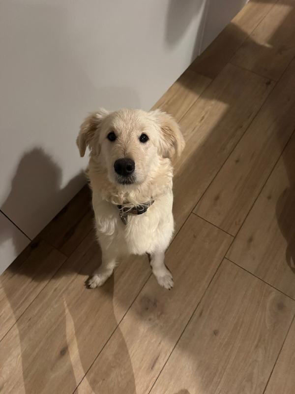 Lilly meravigliosa dolce cucciola simil spinone cerca famiglia  Foto 4