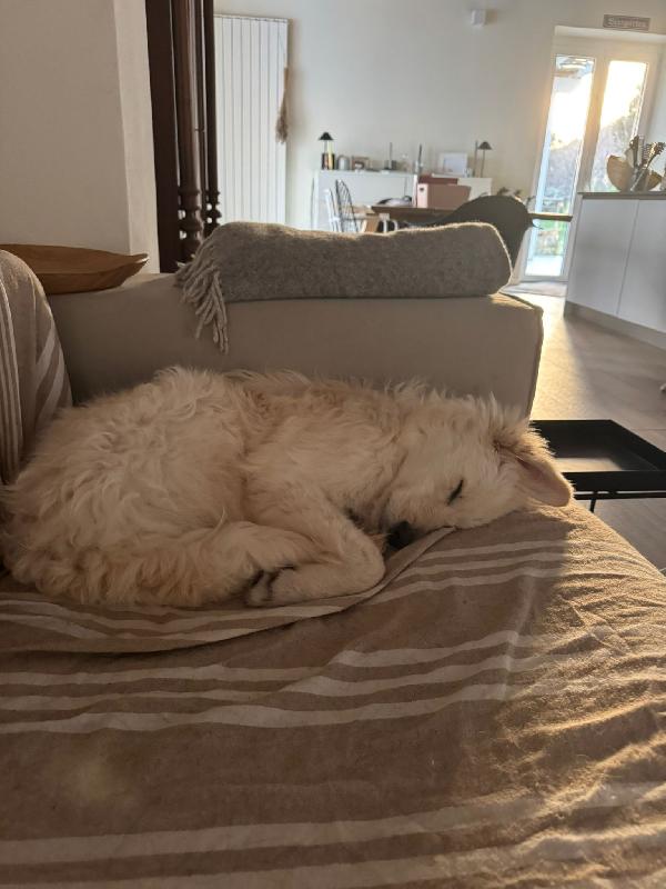 Lilly meravigliosa dolce cucciola simil spinone cerca famiglia  Foto 5