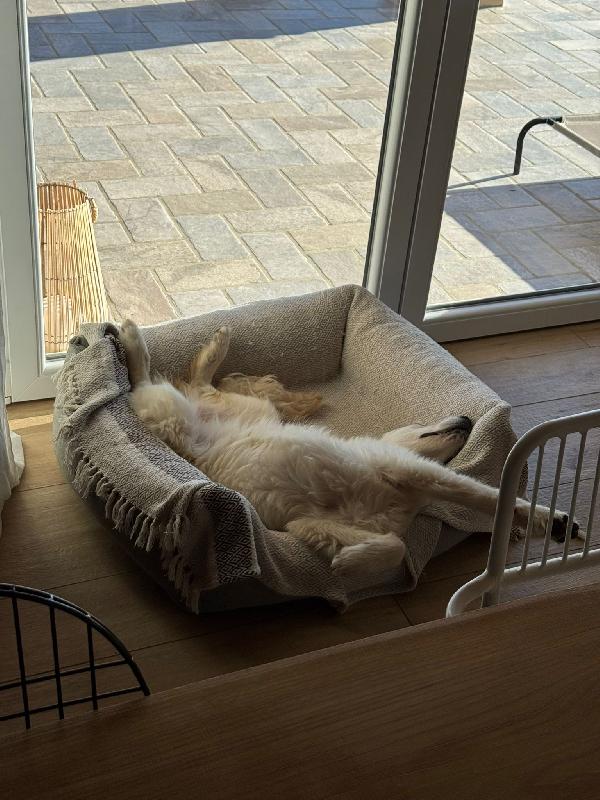 Lilly meravigliosa dolce cucciola simil spinone cerca famiglia  Foto 6