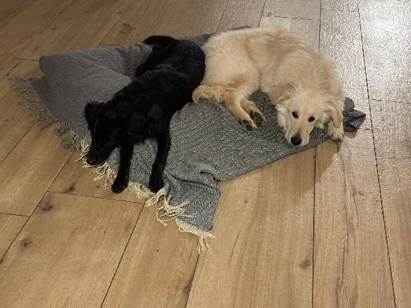 Lilly meravigliosa dolce cucciola simil spinone cerca famiglia  Foto 7