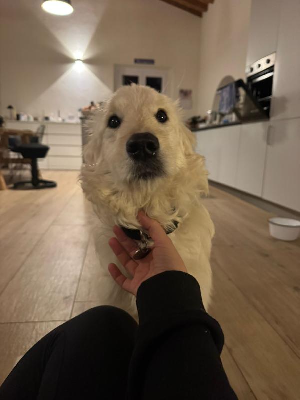 Lilly meravigliosa dolce cucciola simil spinone cerca famiglia  Foto 9