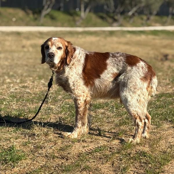 JACK - breton puro cerca casa - adozione del cuore Foto 2