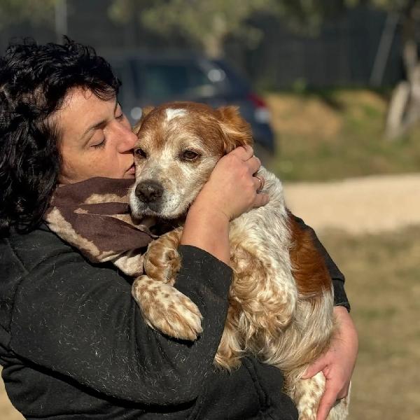 JACK - breton puro cerca casa - adozione del cuore Foto 3