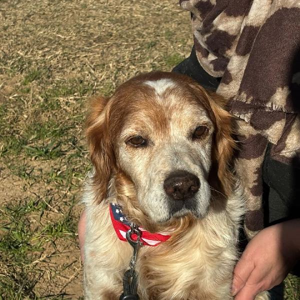 JACK - breton puro cerca casa - adozione del cuore Foto 5