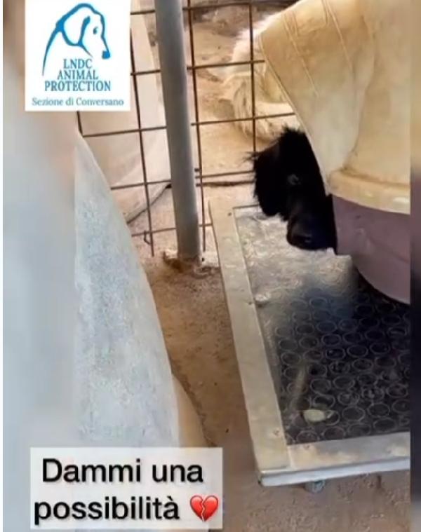 Grisbi circa 2anni in canile da cucciolo. Foto 2