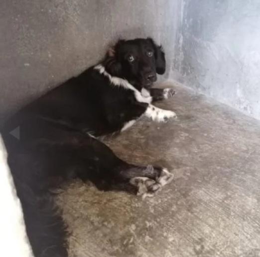 Grisbi Circa 2Anni In Canile Da Cucciolo.