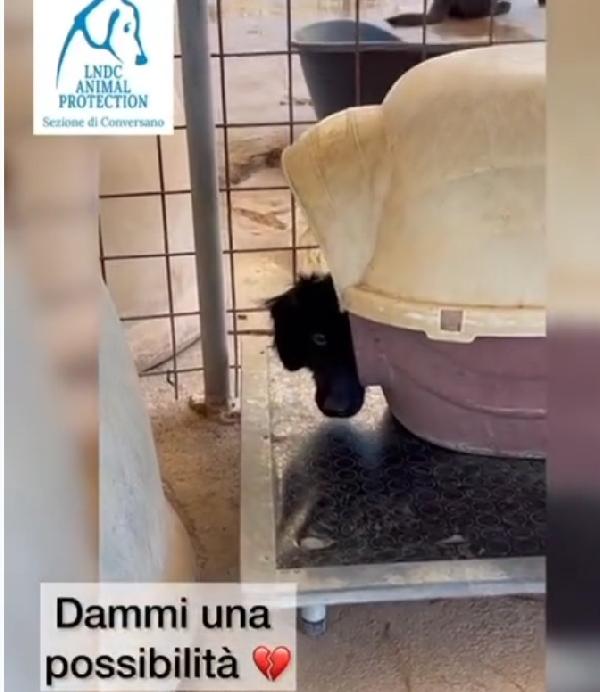 Grisbi circa 2anni in canile da cucciolo. Foto 3