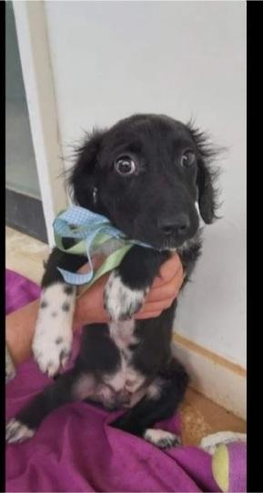 Grisbi circa 2anni in canile da cucciolo. Foto 4