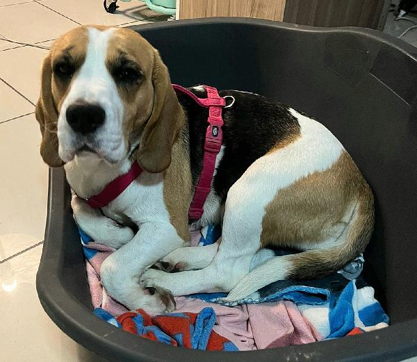 Olimpia 3 anni Beagle Foto 2