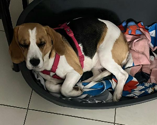 Olimpia 3 anni Beagle Foto 3