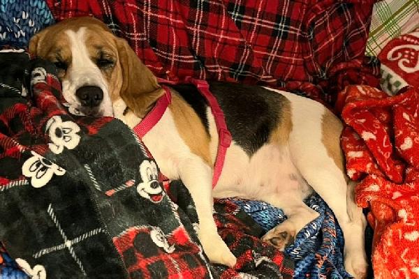 Olimpia 3 anni Beagle Foto 4